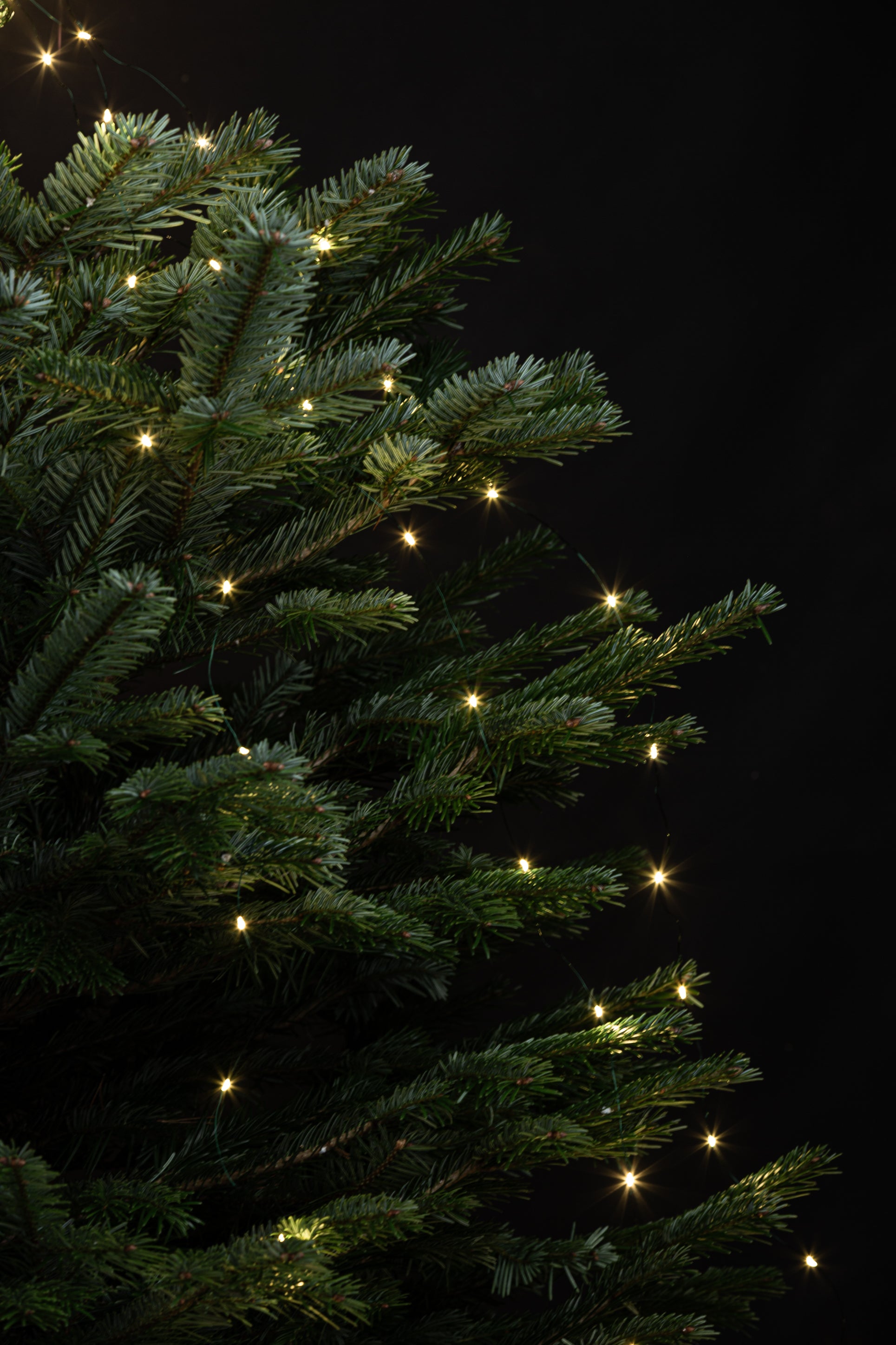 Sirius juletrelys 273 leds